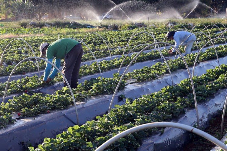 Brazlândia (DF) - Em setembro, diversas cidades do país promovem a festa do morango. Com tecnologia, agricultores conseguem colher a fruta o ano todo (Valter Campanato/Agência Brasil)