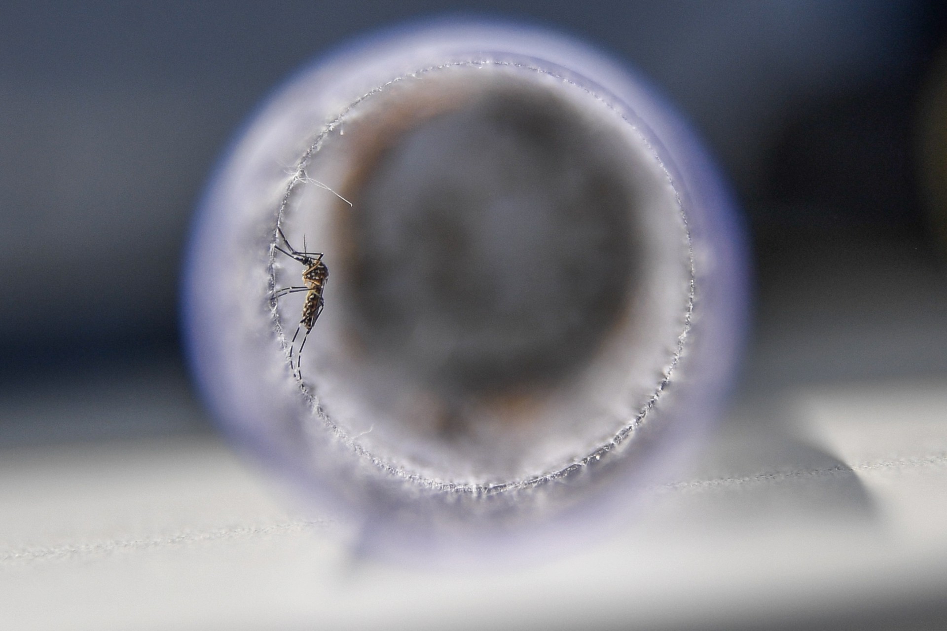 O mosquito  Aedes aegyptié resistente (Foto: APU GOMES / AFP)