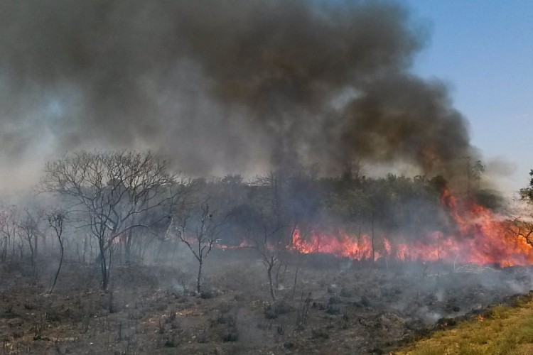 O Cerrado sofre com as queimadas neste período de estiagem,  a baixa umidade no DF no fim de semana levou a Defesa Civil a declarar estado de emergência na capital(Jose Cruz/Agência Brasil)