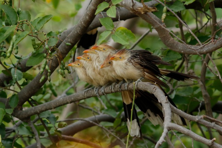 Anus-brancos na Área de Proteção Ambiental (APA) do Boqueirão do Poti