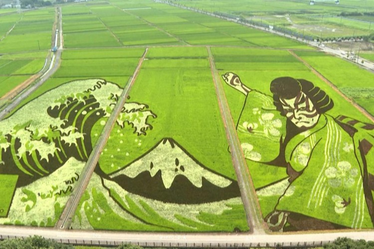 Fazenda Japonesa, Xadrez Defumado Verde