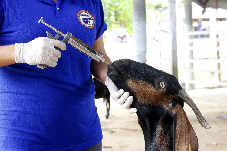 A criação de caprinos é fonte de renda para milhares de nordestinos 