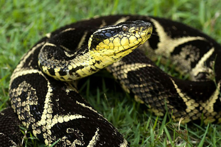 Nunca tente matar ou pegar uma cobra. Além de expor mais pessoas ao perigo, a prática também é considerada crime ambiental