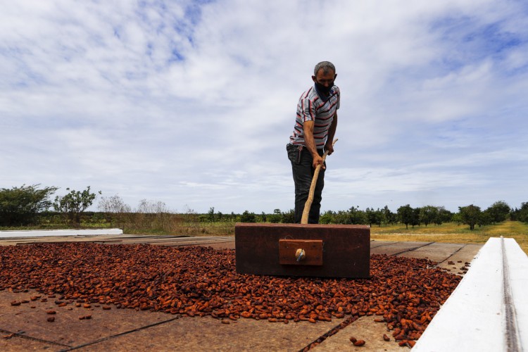 Cultivo de cacau no Ceará