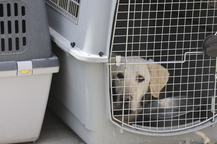 Embora não esteja claro a quem os cães pertenciam, muitos foram encontrados na seção do aeroporto que era usada pelas forças americanas, e alguns treinados para farejar explosivos, dizem seus novos treinadores.