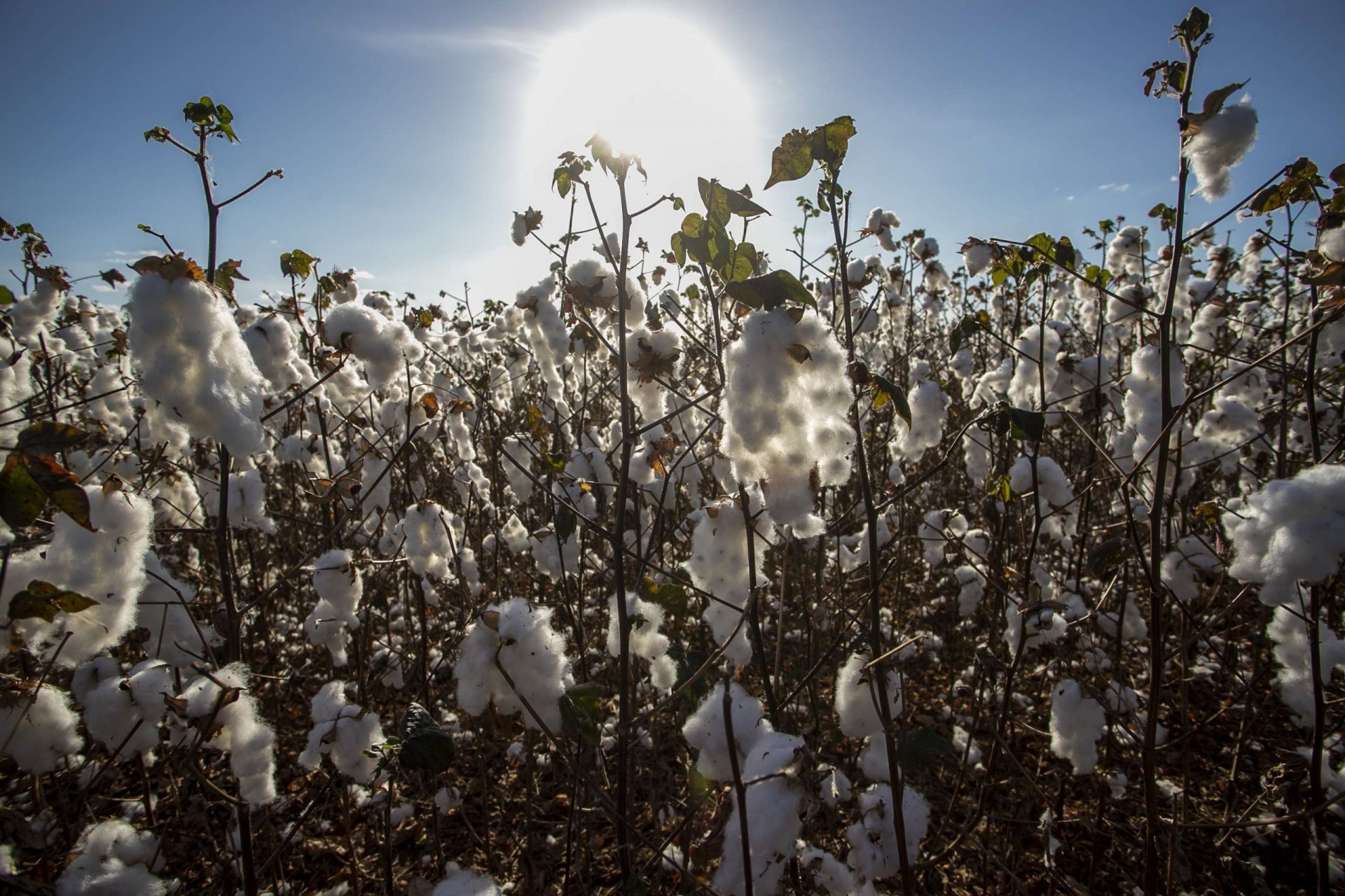 ￼Segundo IBGE, em 2020, o Ceará plantou 2.919 hectares. A expectativa é que o Estado supere a área plantada de 3.234 hectares (Foto: Reprodução/ Governo do Estado do Ceará)