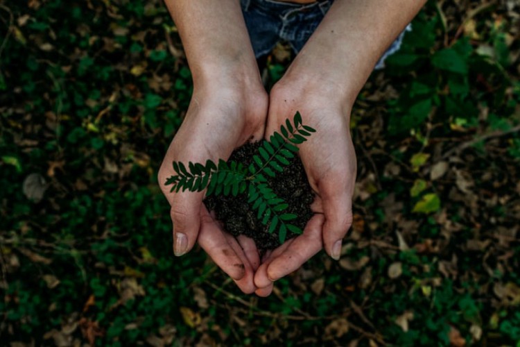 O festival anual das árvores, que tem como objetivo promover a conscientização ambiental e o fortalecimento de espaços verdes em Fortaleza, encerrou nessa terça-feira, 16.