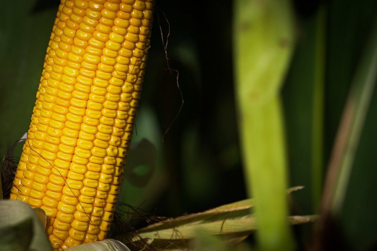 No segundo trimestre, resultado da Agropecuária cearense aumentou 6,08% na comparação com o mesmo período de 2021.