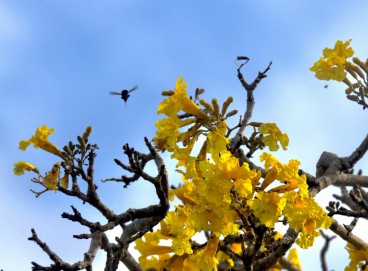 Já se alcançarmos os 2ºC de aquecimento, possibilidade que alguns ambientalistas temem, a extinção seria de 18%. 