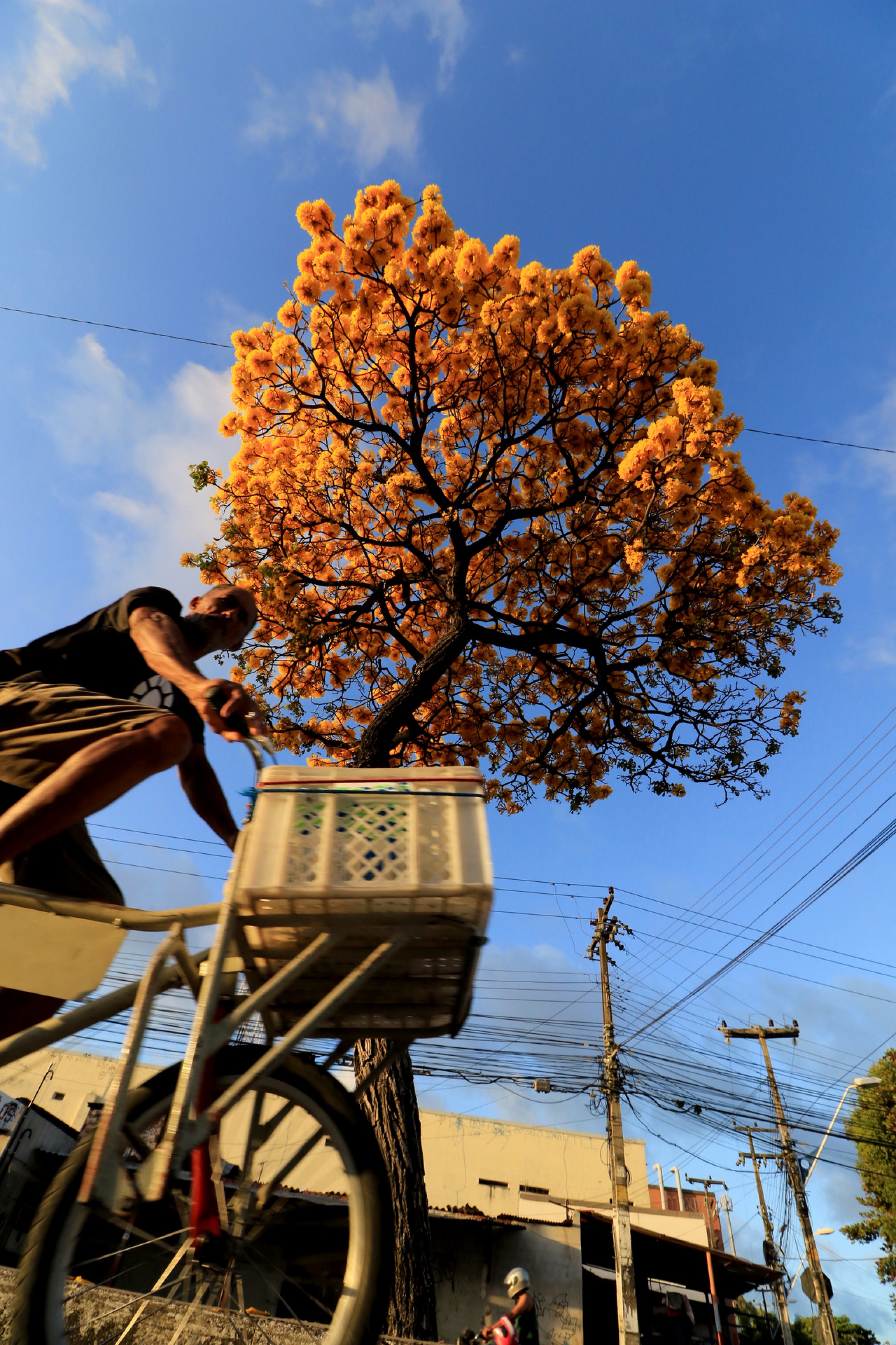 Ruas Embelezadas Temporada De Florescimento Dos Ip S Chega A Fortaleza