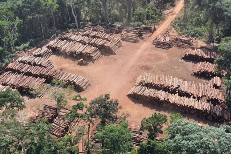 Apreensão de madeira nativa da história do Brasil, feita pela  Polícia Federal na divisa do Pará com o Amazonas