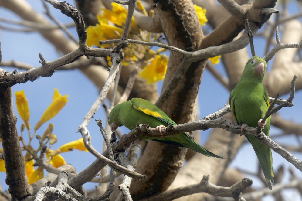 Estação da primavera em Fortaleza. O periquito-do-encontro-amarelo (Brotogeris chiriri) se alimenta da própria flor do ipê-amarelo(Foto: Demitri Túlio)