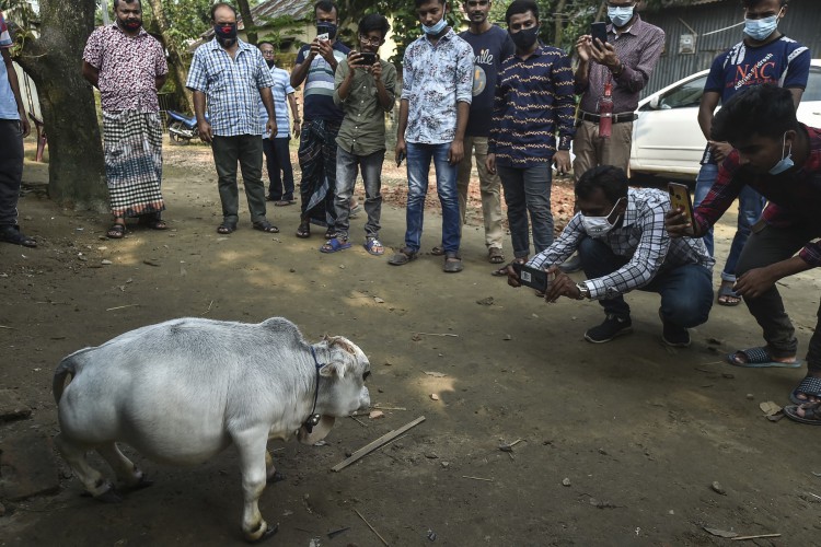 Nesta foto de arquivo tirada em 6 de julho de 2021 as pessoas tiram fotos de uma vaca anã chamada Rani, cujos donos se inscreveram no Guinness Book of Records