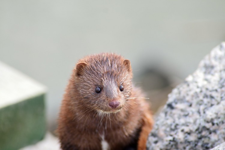 O vison é o único animal identificado até agora como capaz de transmitir o coronavírus aos humanos.  

