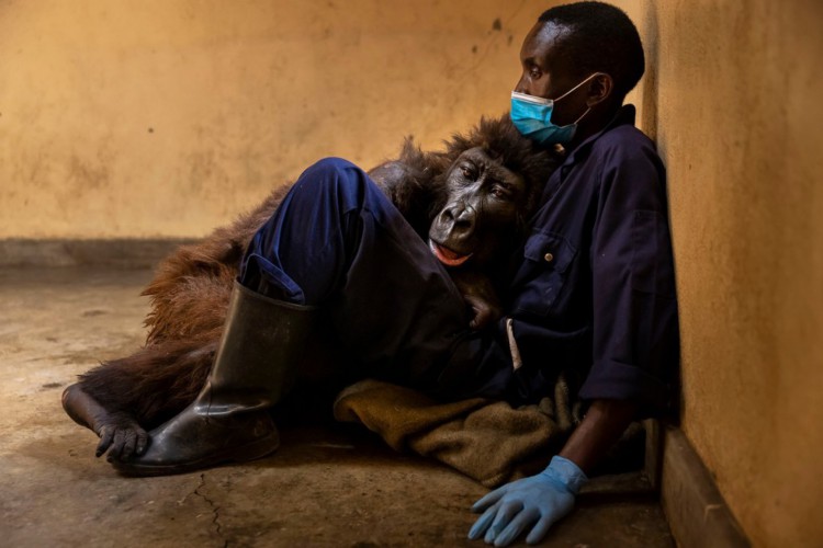 Ndakasi ficou famosa após tirar foto ao lado humanos