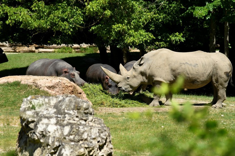 Toby, o rinoceronte branco mais antigo do mundo, em seu recinto no zoológico de Bussolengo, perto de Verona, no norte da Itália, em 13 de junho de 2019