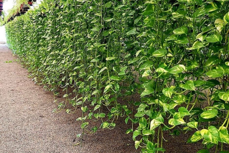 Jiboias ficam lindas, têm um caimento maravilhoso e a cor perfeita pra compor qualquer espaço