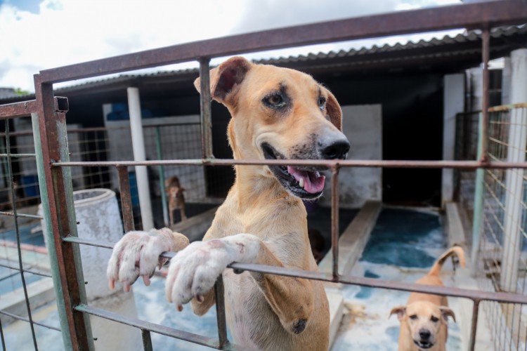 Aqueles ligados à proteção de animais que realizaram o cadastro do Coepa em 2018 também devem enviar os dados atualizados à coordenadoria