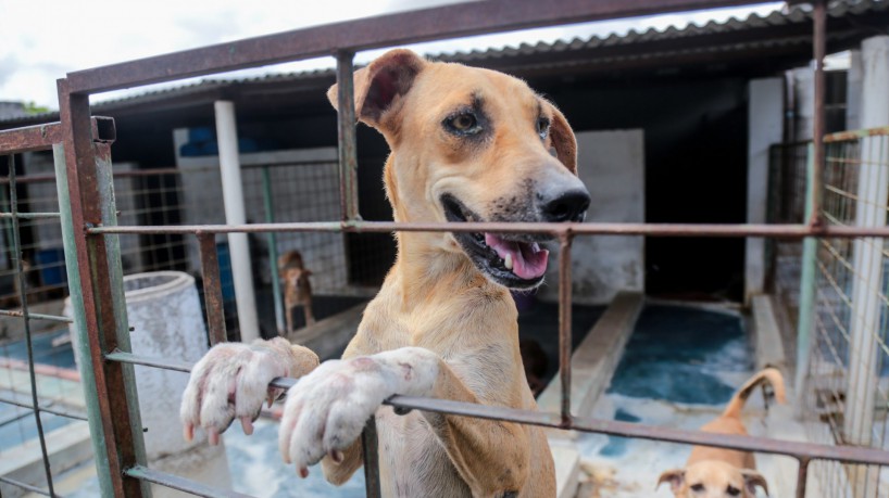 Aqueles ligados à proteção de animais que realizaram o cadastro do Coepa em 2018 também devem enviar os dados atualizados à coordenadoria