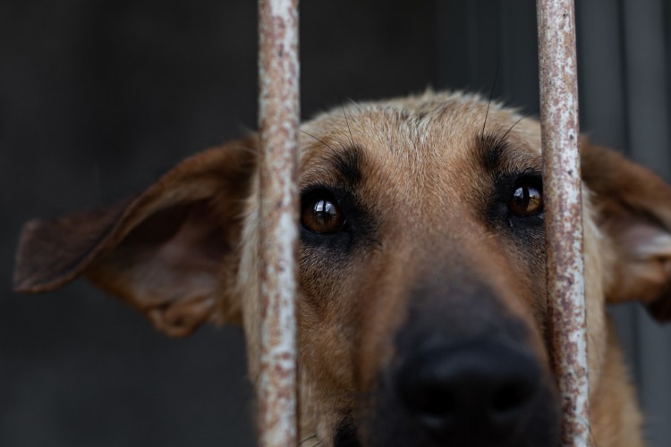 Idosa envenena nove cães e morre intoxicada em Portugal. Foto ilustrativa 
