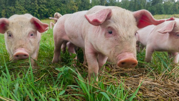 Na contramão da queda no consumo da carne bovina, a carne de porco teve um aumento na procura pelo brasileiro durante a pandemia