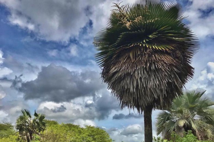 A Fazenda da Raposa possui 136 hectares e é uma área rica em ocorrência de palmeiras do gênero Copernicia, como a carnaubeira