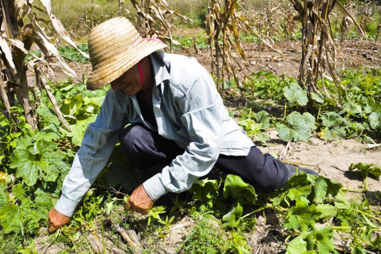 Agricultores familiares são foco da parceria de startups cearense e rede de supermercados Carrefour para aumentar venda de produtos frescos