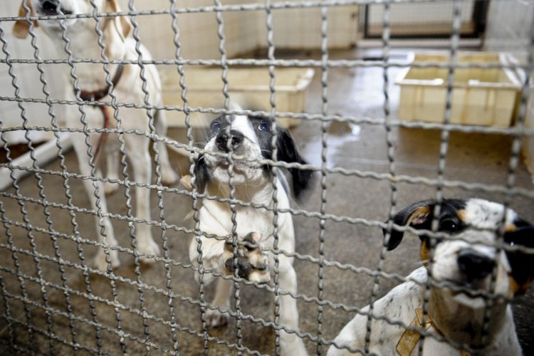 Animais são resgatados em feira clandestina em São Paulo