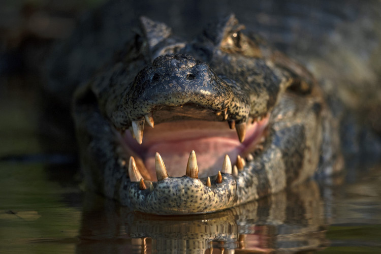 Um crocodilo é retratado em Porto Jofre, Pantanal, estado de Mato Grosso, Brasil, em 1º de setembro de 2021