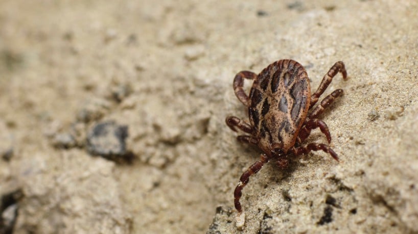 ￼FEBRE MACULOSA é 
transmitida por picadas de carrapato 