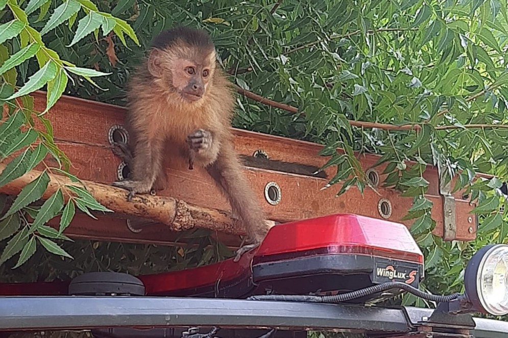 Guarda Municipal resgata macaco-prego abandonado em porta de