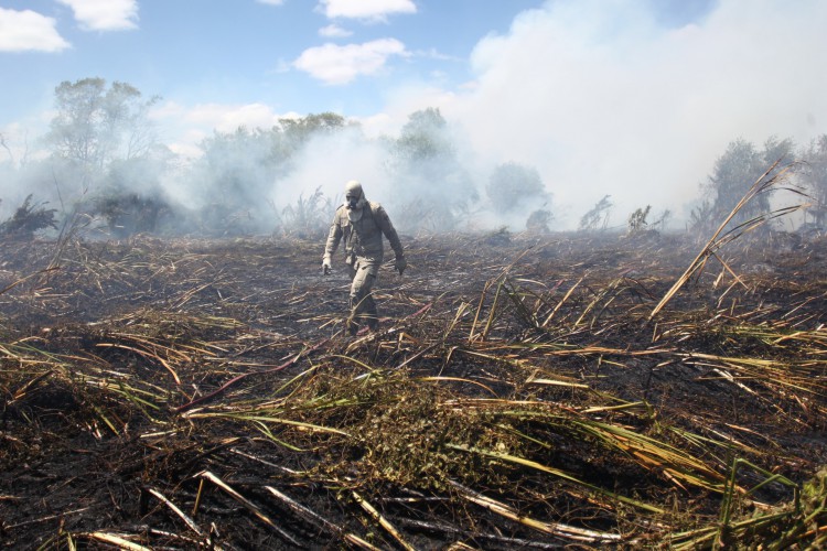 Ao todo, 40 bombeiros atuaram para debelar os focos do incêndio no Parque do Cocó, em Fortaleza 