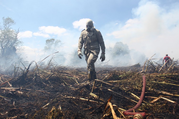 Bombeiros tentam debelar focos de incêndio no Parque do Cocó, na quinta-feira, 18 de novembro