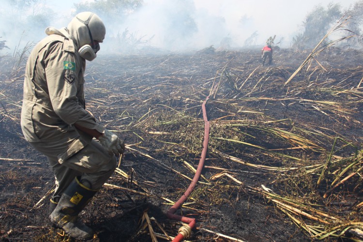 Bombeiros tentam debelar focos de incêndio no Parque do Cocó, na quinta-feira, 18 de novembro