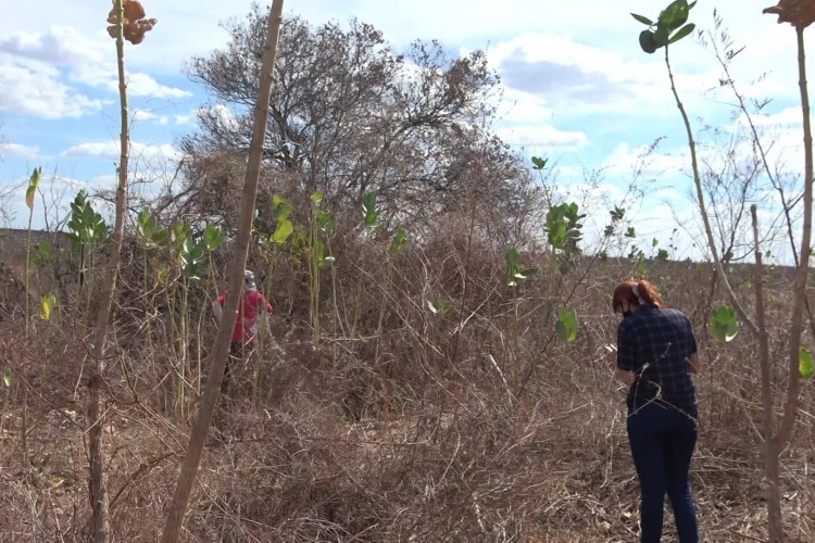 Pesquisadores da Funceme foram até Quixeramobim, localizada a 204,3 km de Fortaleza, para coletar a amostra do solo