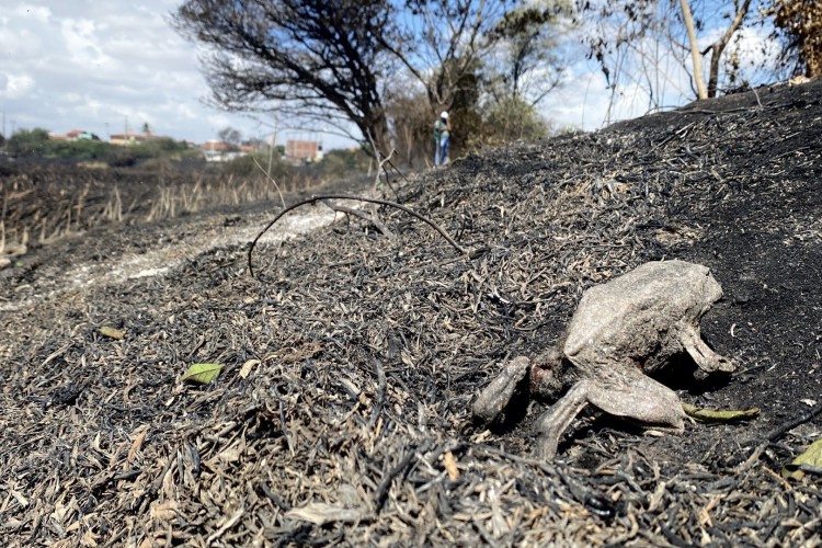 Sapo foi encontrado queimado:  área queimada corresponde a 46 campos de futebol