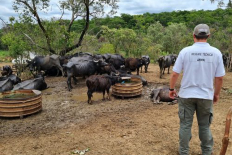 Fazendeiro abandonou mil búfalas em fazenda de Brotas, cidade localizada no interior de São Paulo; entenda o caso