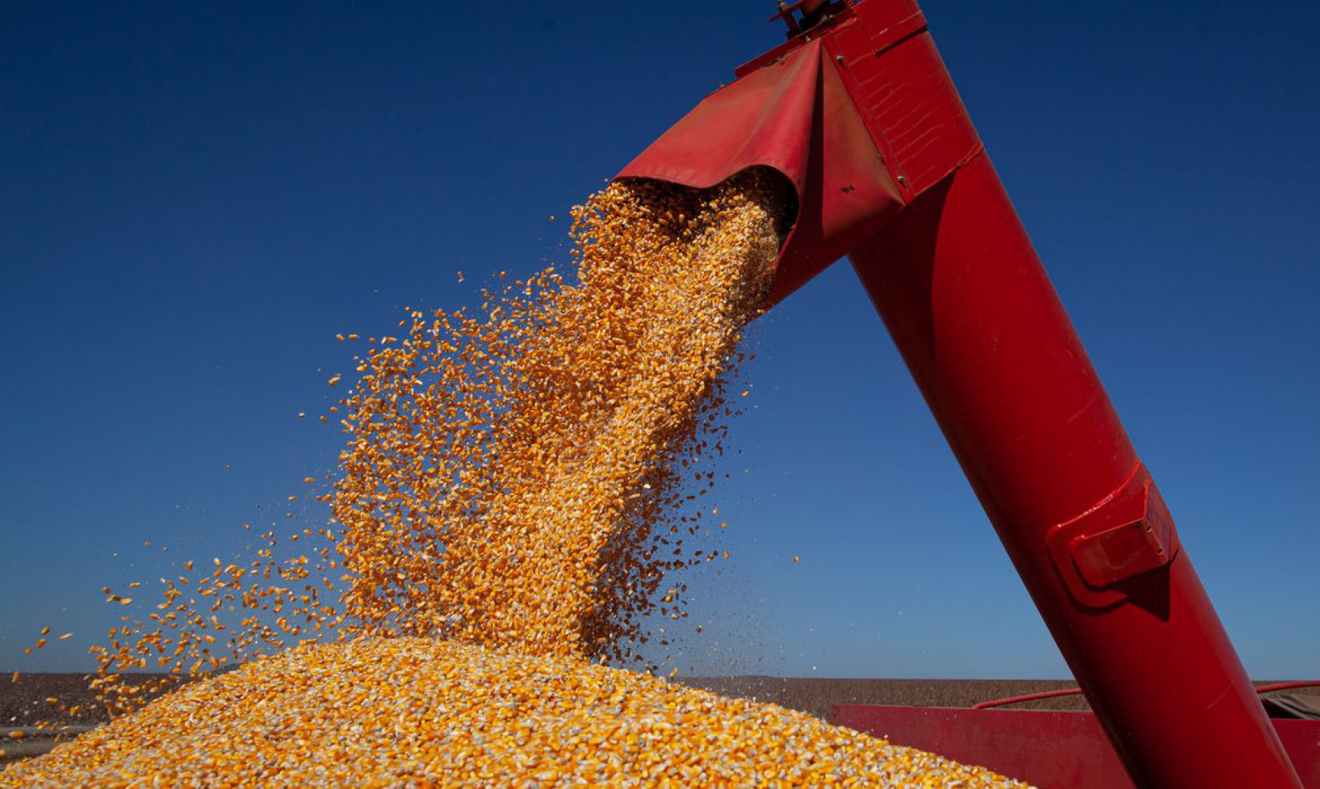 Serão beneficiadas as produções do grão em Ararendá, Catunda, Crateús, Independência, Ipueiras, Ipaporanga, Monsenhor Tabosa, Nova Russas, Novo Oriente, Poranga e Tamboril
  (Foto: Wenderson Araujo/Trilux/CNA)