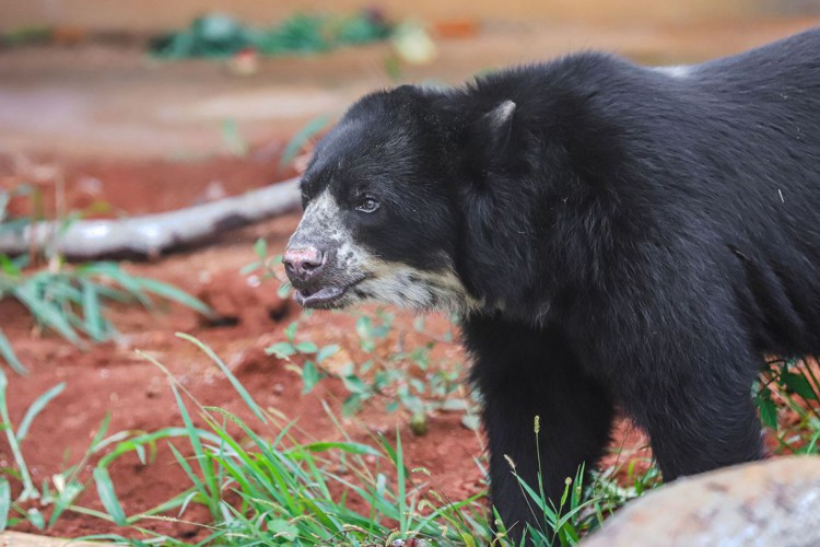 Urso de espécie rara e ameaçada é recebido em Brasília 