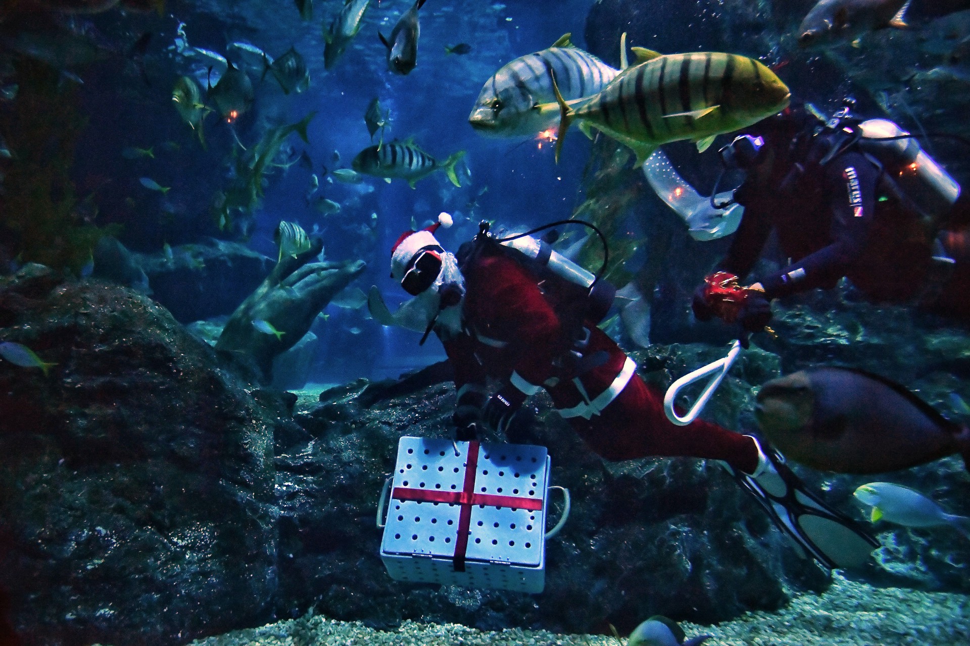 Um mergulhador vestido de Papai Noel carrega uma caixa de presente com peixes depois de alimentá-los para tubarões e raias no aquário Sea Life Bangkok Ocean World em Bangkok em 8 de dezembro de 2021. (Foto: Lillian SUWANRUMPHA / AFP)