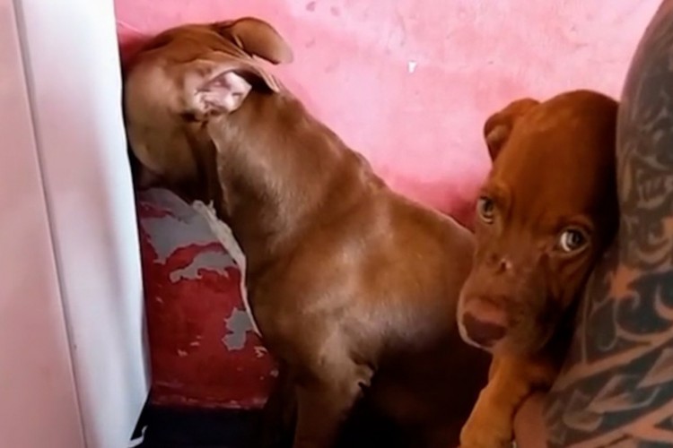 O animal não 'quis conversa' com seu dono no momento, mas já se acostumou com a irmã. 