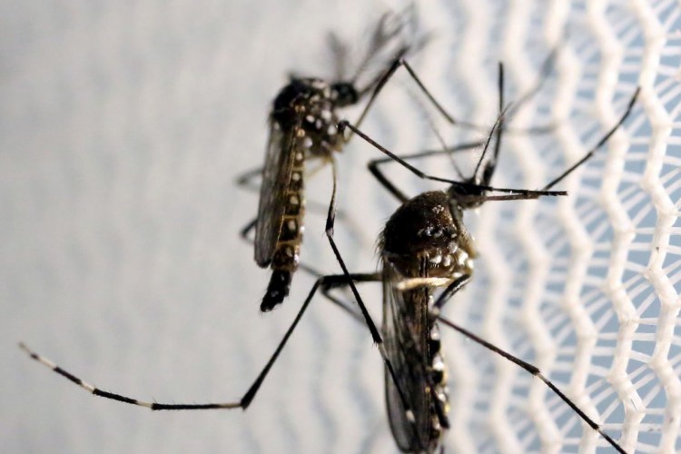 Mosquito Aedes aegypti é transmissor da febre chikungunya, dengue e zika 