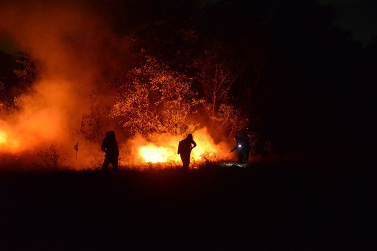 Parque do Cocó: um mês após grande incêndio parque registra novo foco de chamas
