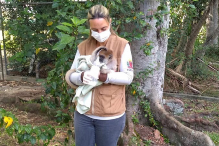 Zoológico Municipal e do Passeio Público de Curitiba terá os primeiros animais vacinados contra Covid-19 