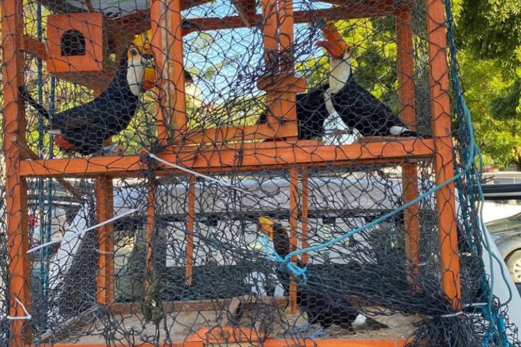 As sete aves silvestres foram localizadas no bairro Paupina, em Fortaleza, nessa terça-feira, 28