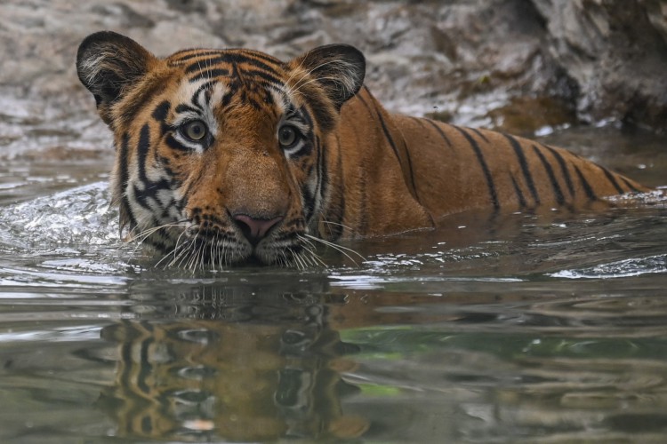 Um tigre de bengala, desfruta de uma piscina no Veermata Jijabai Bhosale Udyan and Zoo em Mumbai, na índia, em dezembro de 2021