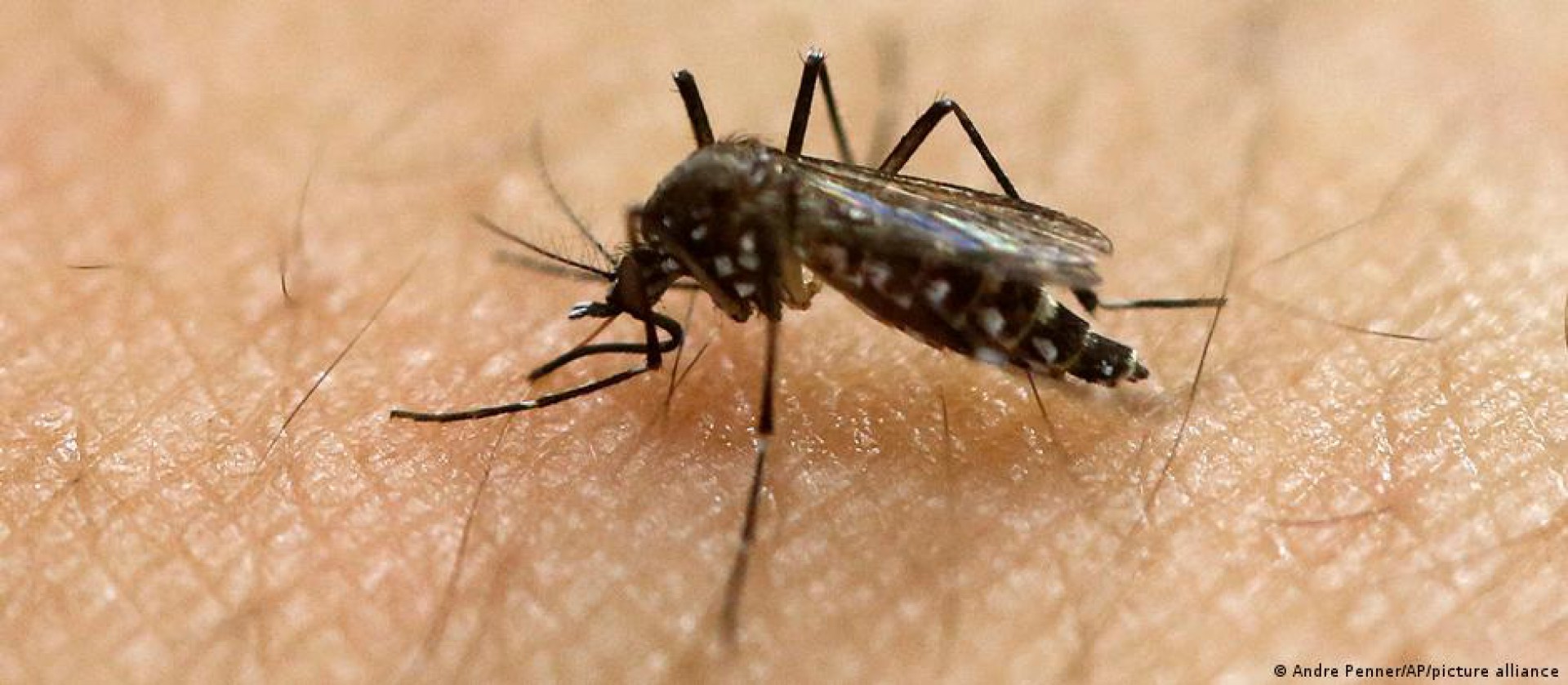 Mosquito Aedes aegypti pode transmitir dengue, zika e chikungunya (Foto: ANDRE PENNER/AP/ALLIANCE PICTURE)