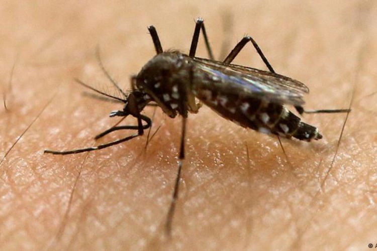 Mosquito Aedes aegypti pode transmitir dengue, zika e chikungunya