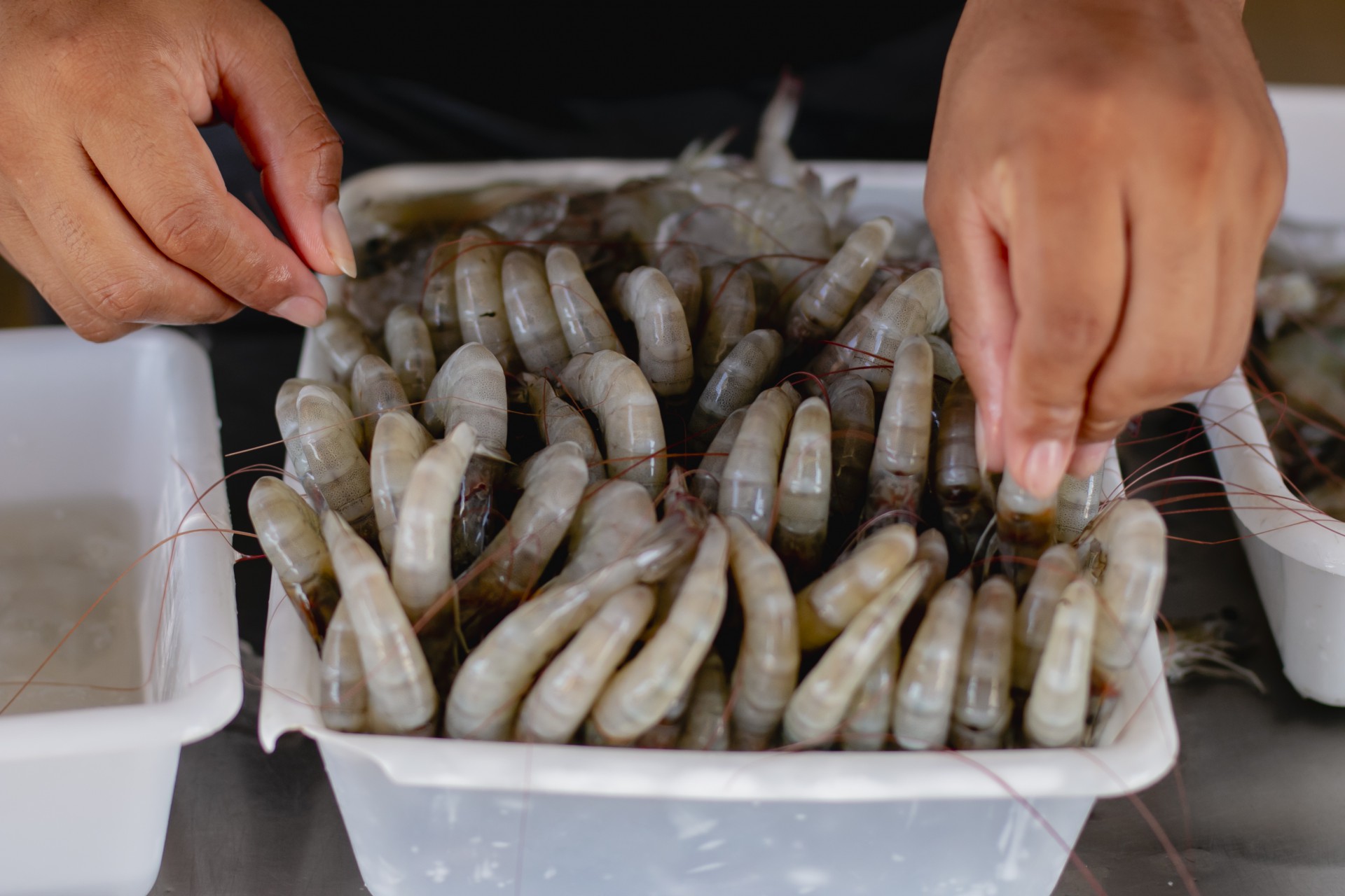 Produção de camarão no Ceará (Foto: Aurelio Alves)