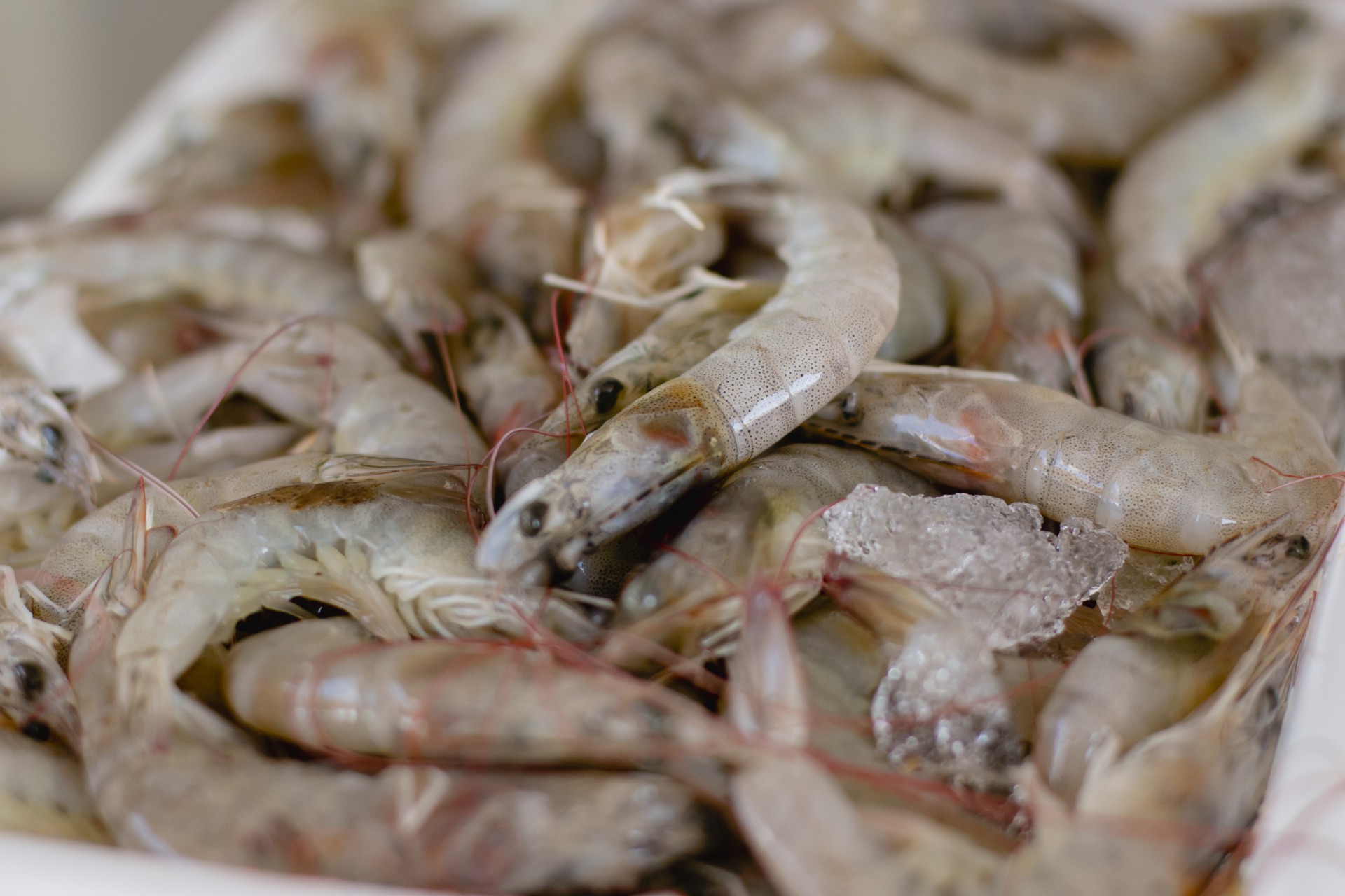 Mercado dos Peixes do Mucuripe, em Fortaleza, é ponto de venda do camarão no varejo (Foto: Aurelio Alves)